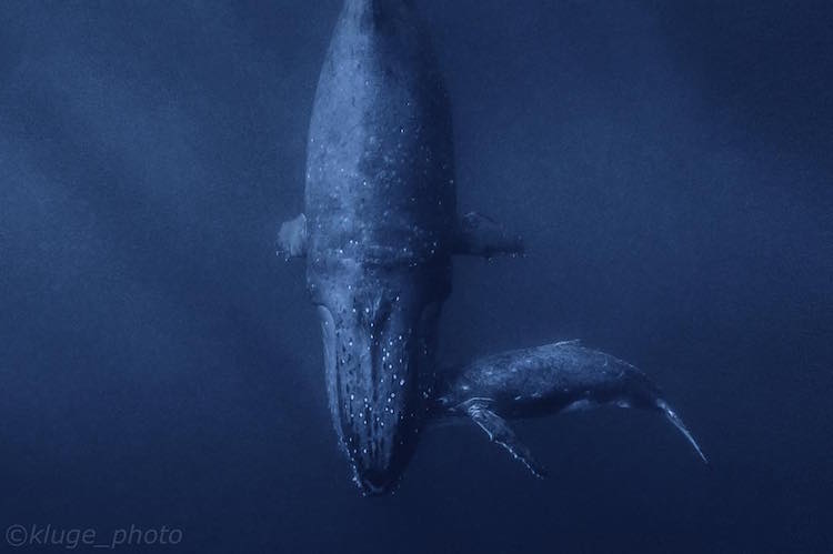 Rita Kluge mergulhou com estes gigantes marinhos para registrar a conexão entre mães e seus filhotes