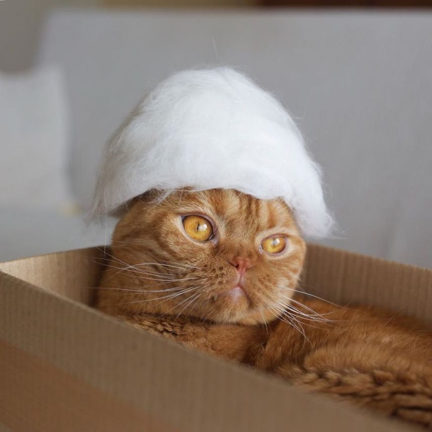 Fotógrafo faz chapéus para gatos feitos com pelos dos próprios felinos
