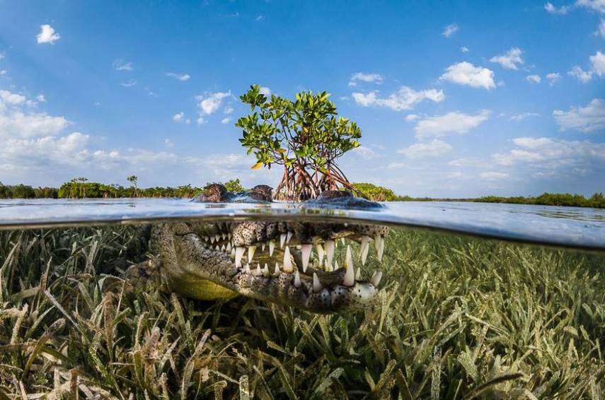 Foto de Greg Lecoeur, menção honrosa na categoria 'Nature'