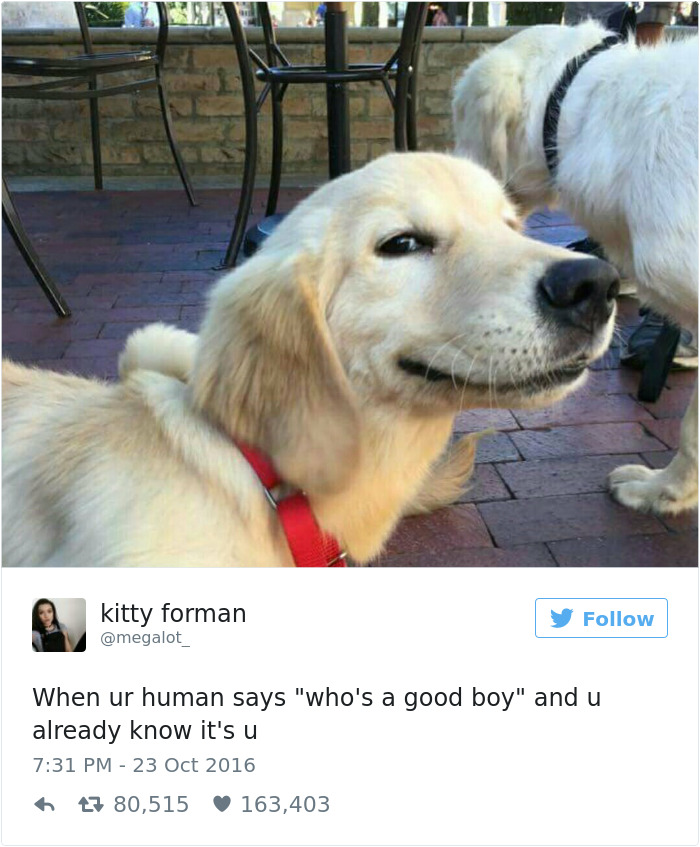 Quando perguntam quem é o bom cachorro e você já sabe