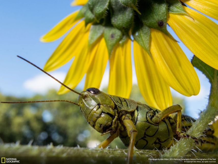 O concurso divulgou as 50 fotos finalistas do National Geographic Nature Photographer of the Year 2016