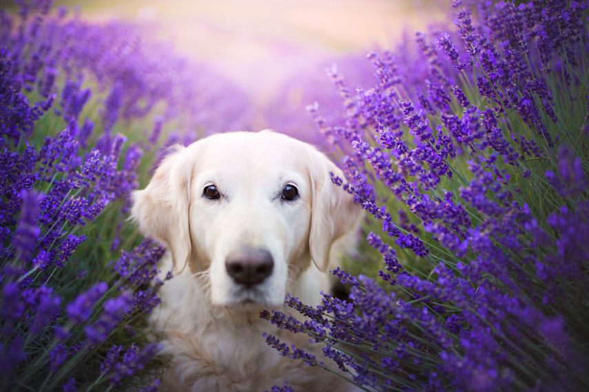 Fotógrafa leva cachorros a campo de lavandas