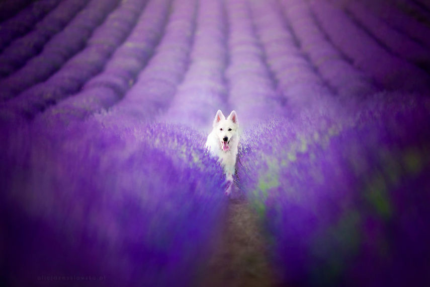 Fotógrafa leva cachorros a campo de lavandas