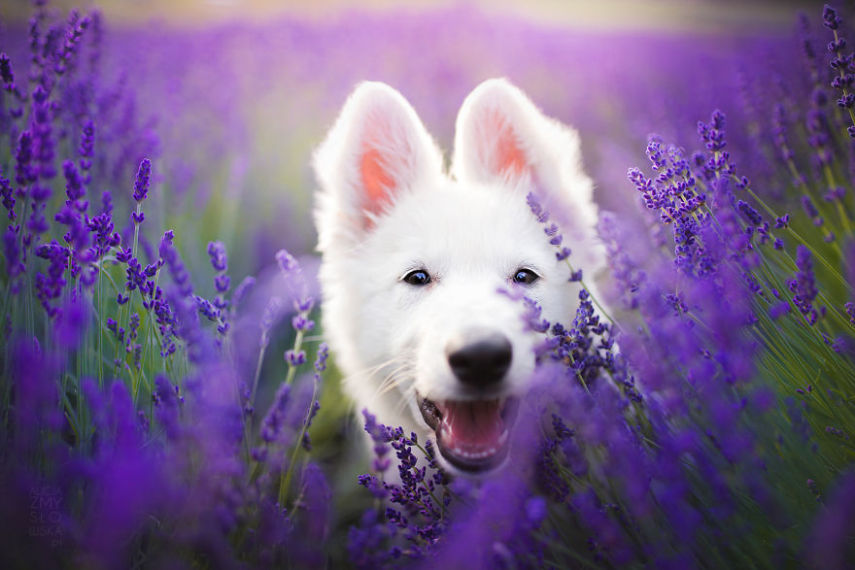 Fotógrafa leva cachorros a campo de lavandas