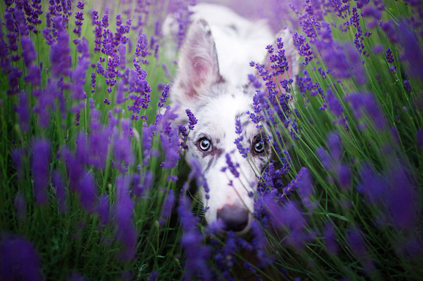 Fotógrafa leva cachorros a campo de lavandas