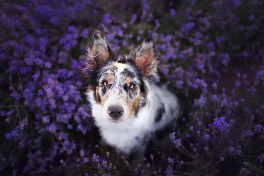 Fotógrafa leva cachorros a campo de lavandas