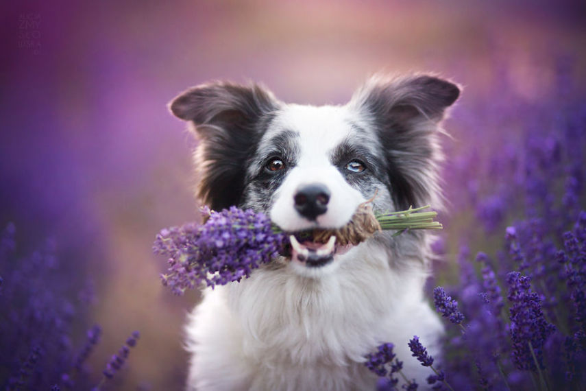Fotógrafa leva cachorros a campo de lavandas