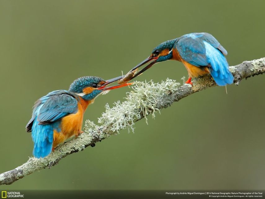 O concurso divulgou as 50 fotos finalistas do National Geographic Nature Photographer of the Year 2016