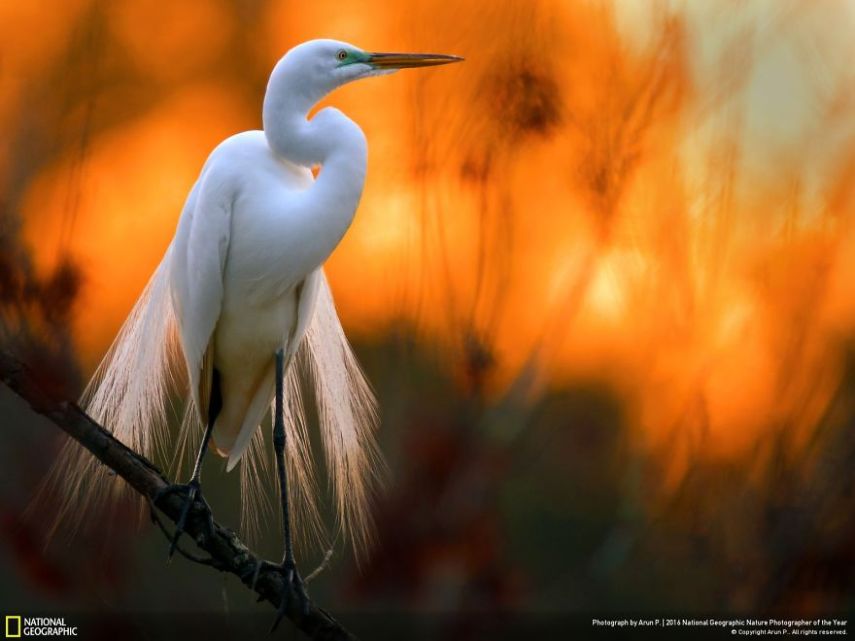 O concurso divulgou as 50 fotos finalistas do National Geographic Nature Photographer of the Year 2016