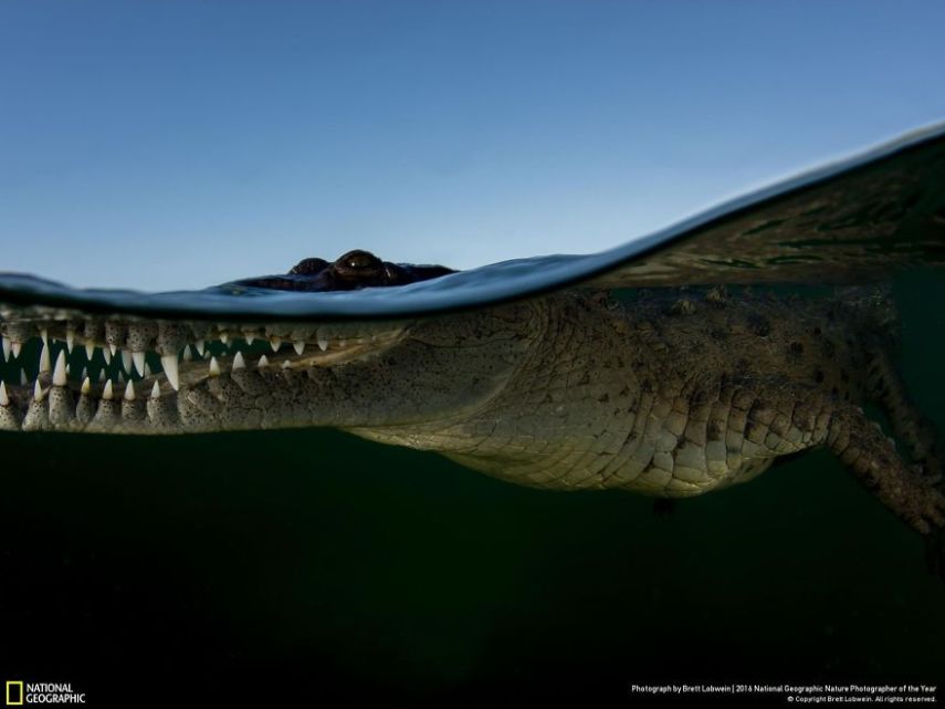 O concurso divulgou as 50 fotos finalistas do National Geographic Nature Photographer of the Year 2016