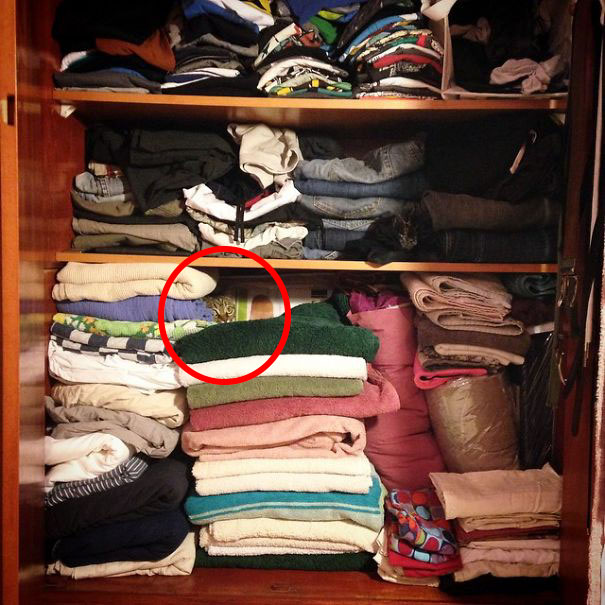 Os gatos são os reis da camuflagem!