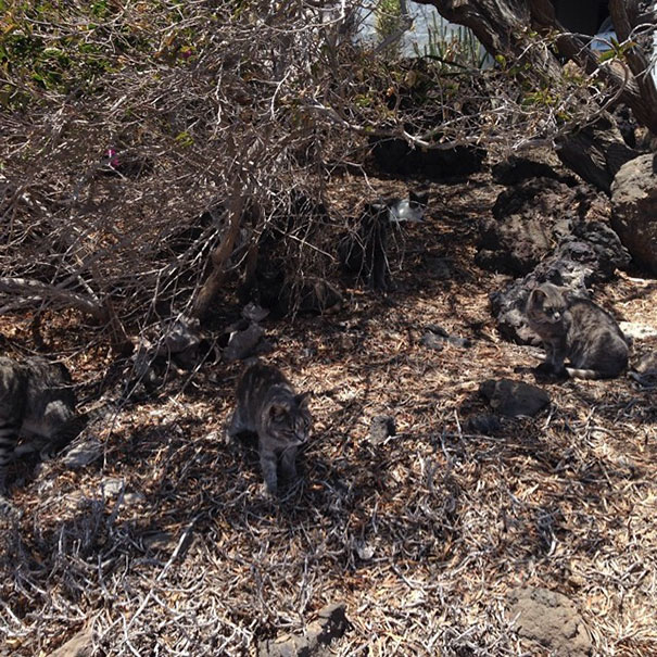 Os gatos são os reis da camuflagem!