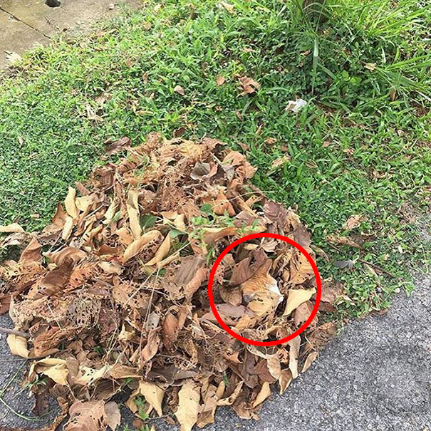 Os gatos são os reis da camuflagem!