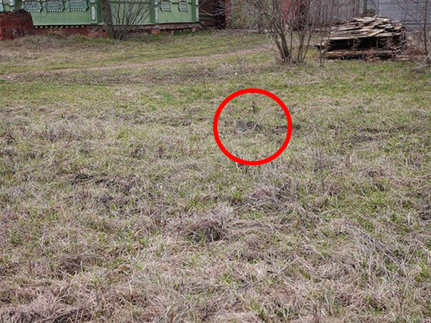 Os gatos são os reis da camuflagem!