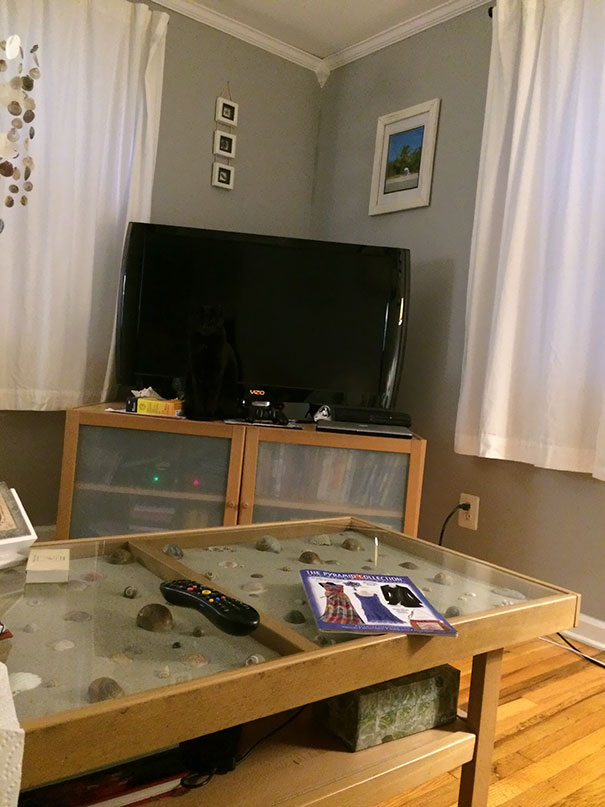 Os gatos são os reis da camuflagem!