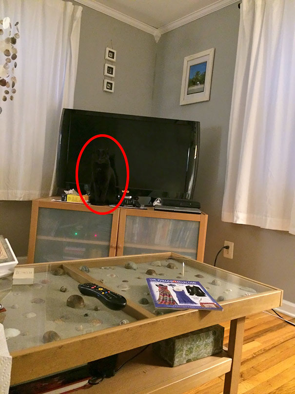 Os gatos são os reis da camuflagem!