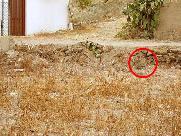 Os gatos são os reis da camuflagem!