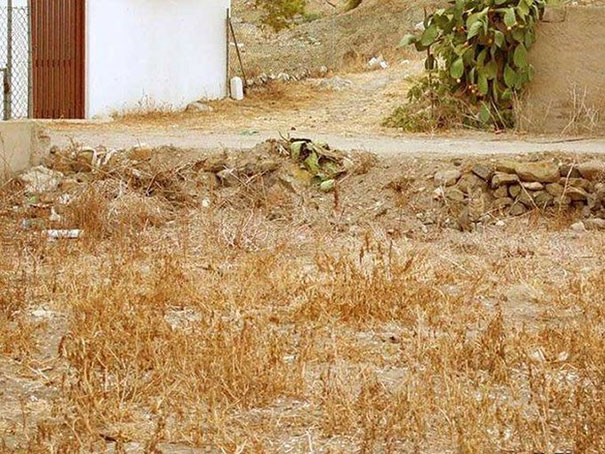 Os gatos são os reis da camuflagem!