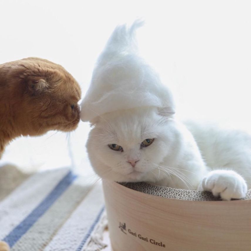 Fotógrafo faz chapéus para gatos feitos com pelos dos próprios felinos