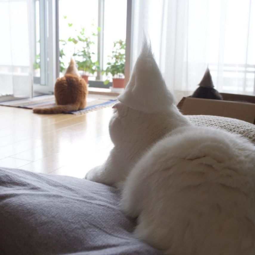 Fotógrafo faz chapéus para gatos feitos com pelos dos próprios felinos