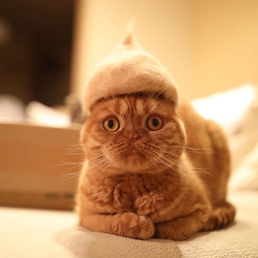 Fotógrafo faz chapéus para gatos feitos com pelos dos próprios felinos