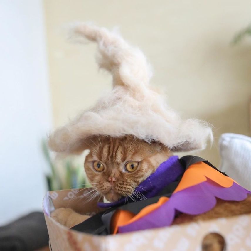 Fotógrafo faz chapéus para gatos feitos com pelos dos próprios felinos