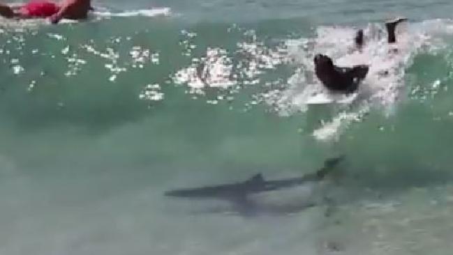 Sufista escapou por pouco de ataque de tubarão