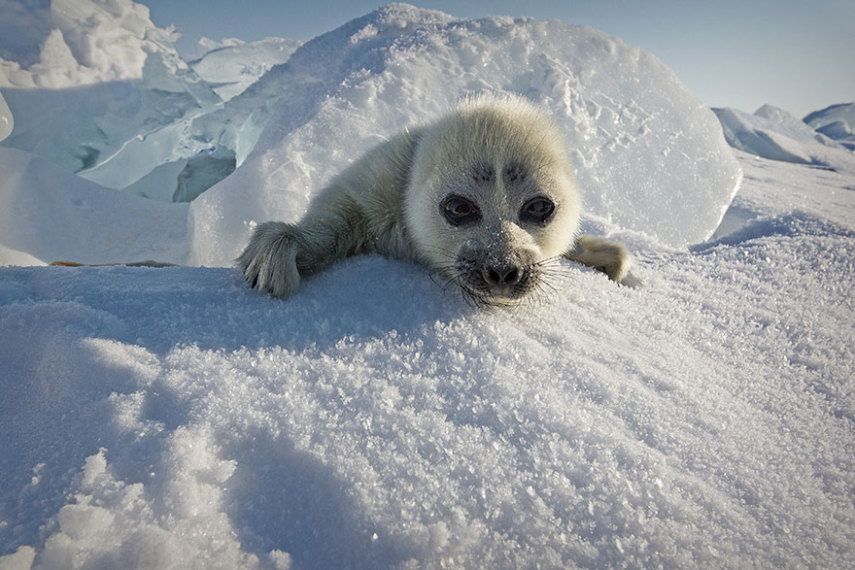 Alexey Trofimov passou três anos tentando fotografar pequenas focas no gelo