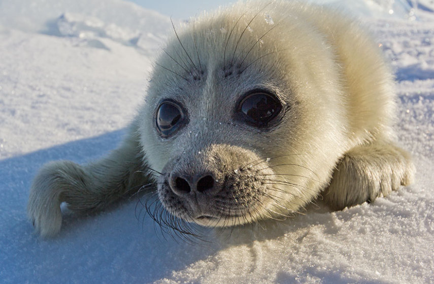 Alexey Trofimov passou três anos tentando fotografar pequenas focas no gelo
