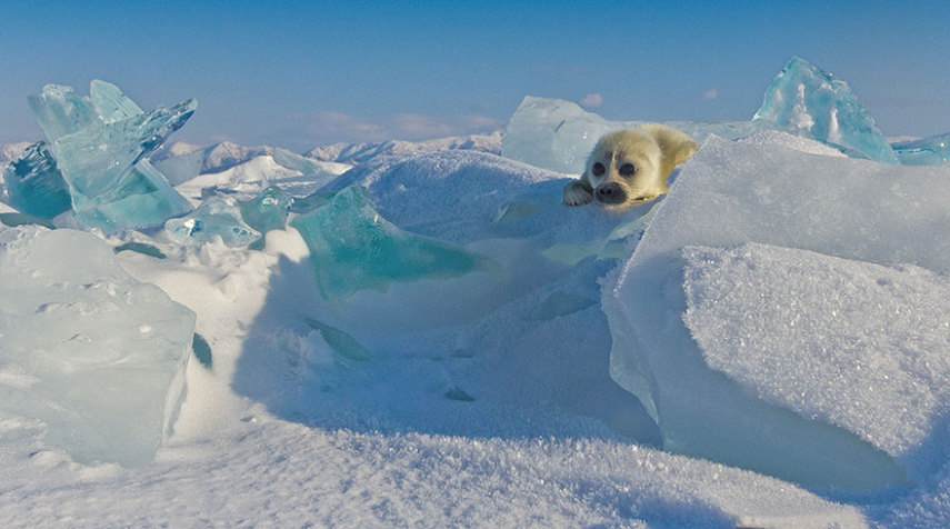 Alexey Trofimov passou três anos tentando fotografar pequenas focas no gelo