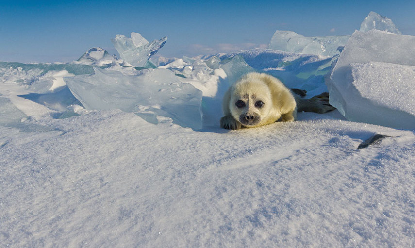 Alexey Trofimov passou três anos tentando fotografar pequenas focas no gelo