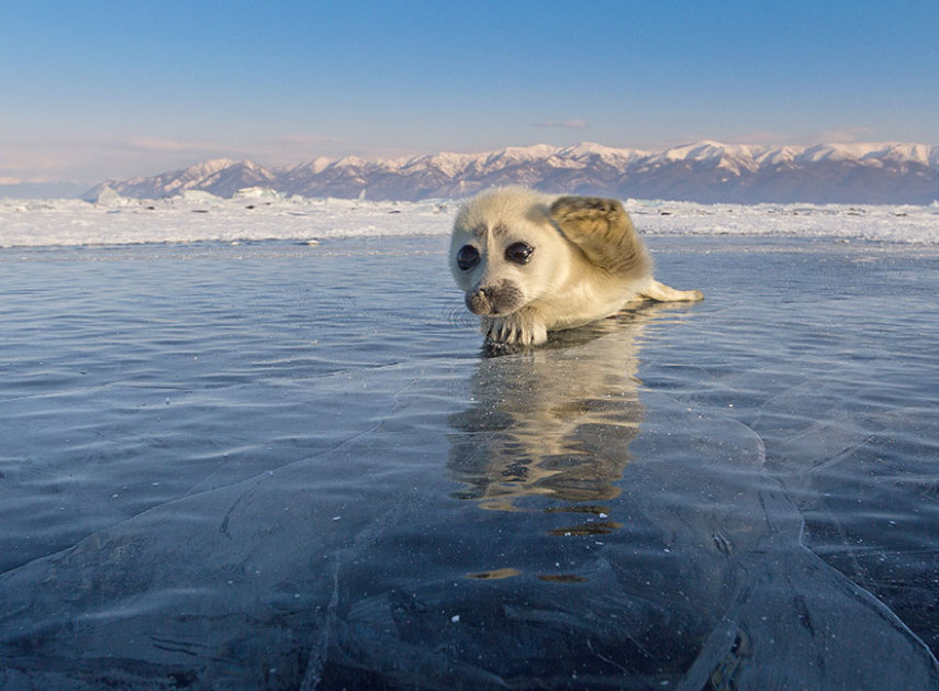 Alexey Trofimov passou três anos tentando fotografar pequenas focas no gelo