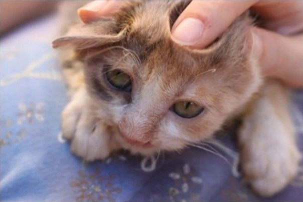 Uma menina de 7 anos encontrou o gato entre garrafas que foram jogadas no lixo. Ele estava faminto, desnutrido, desfigurado e precisando desesperadamente de amor. Ela levou o gato com seu pai ao veterinário e salvou a vida do felino