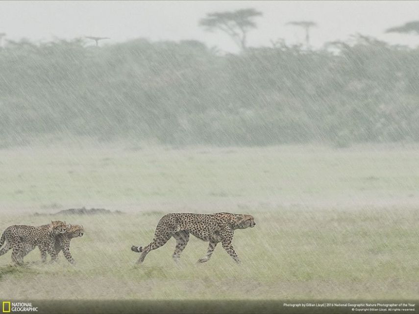 O concurso divulgou as 50 fotos finalistas do National Geographic Nature Photographer of the Year 2016