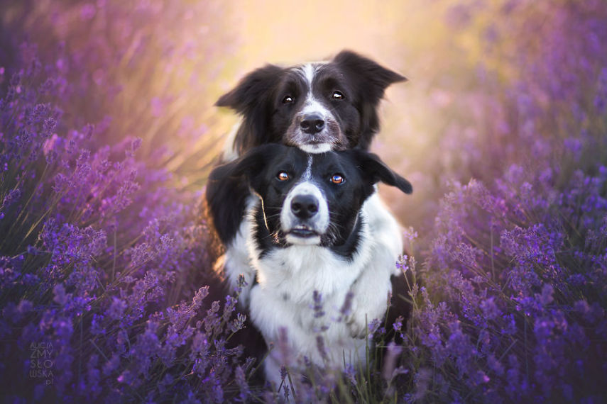 Fotógrafa leva cachorros a campo de lavandas
