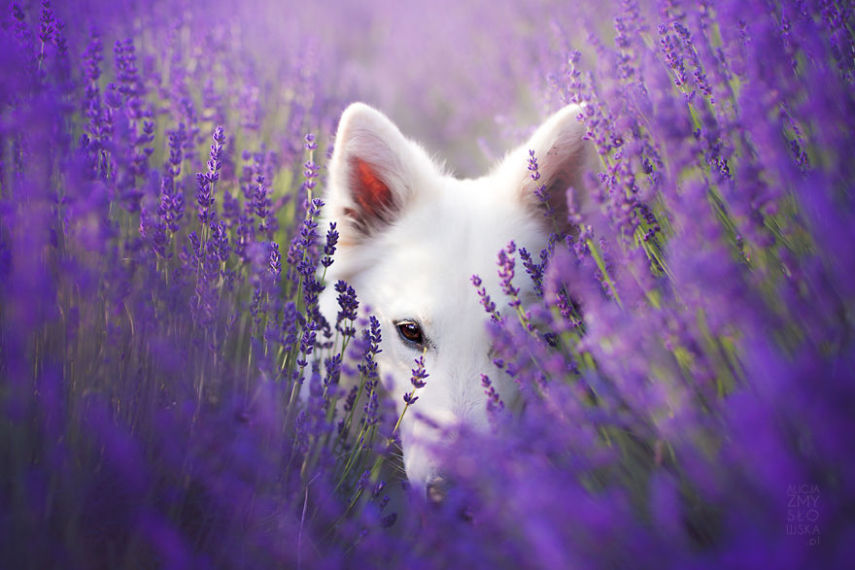 Fotógrafa leva cachorros a campo de lavandas