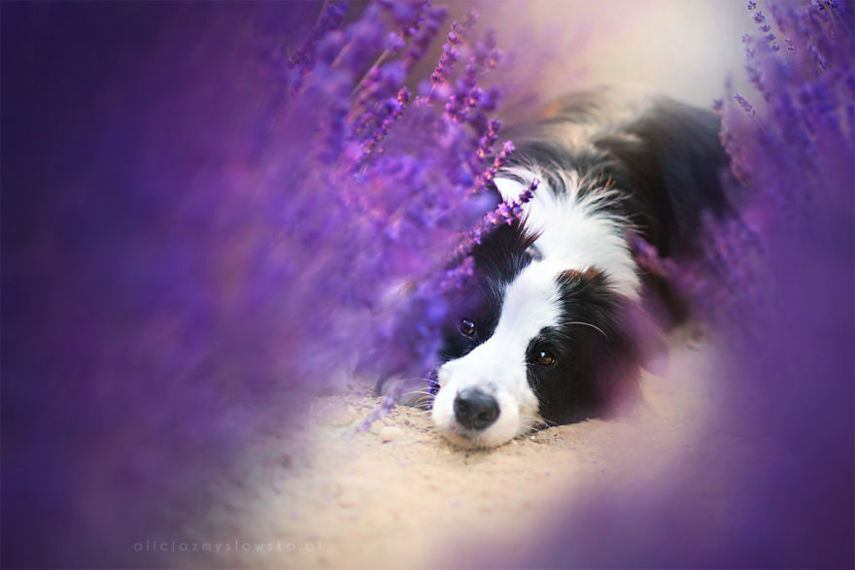 Fotógrafa leva cachorros a campo de lavandas