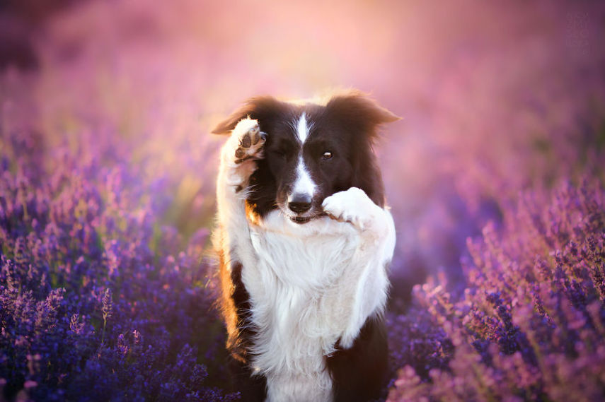 Fotógrafa leva cachorros a campo de lavandas