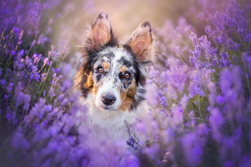 Fotógrafa leva cachorros a campo de lavandas