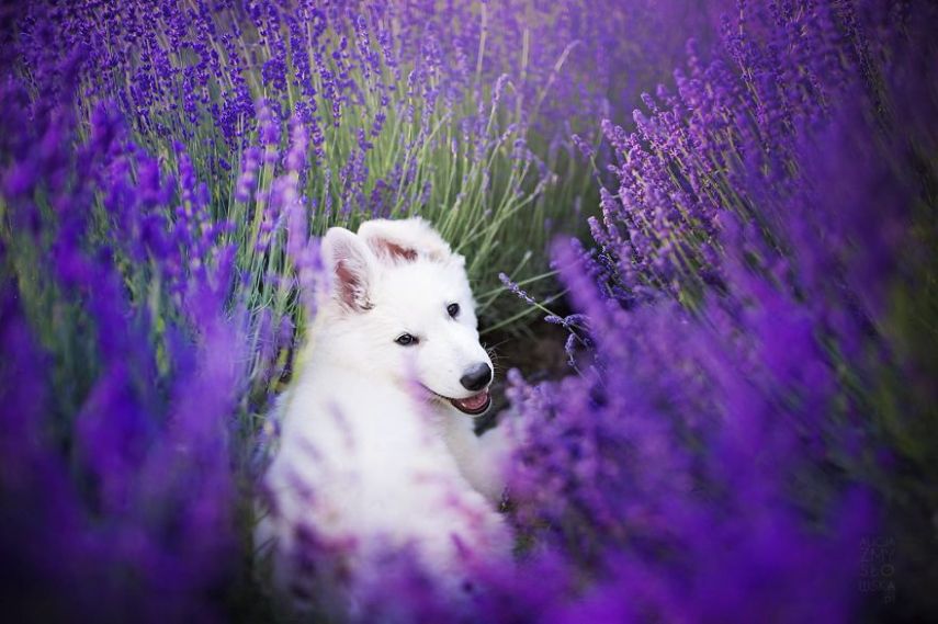 Fotógrafa leva cachorros a campo de lavandas