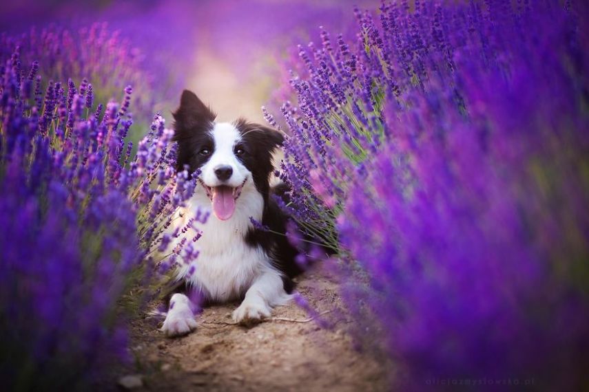 Fotógrafa leva cachorros a campo de lavandas