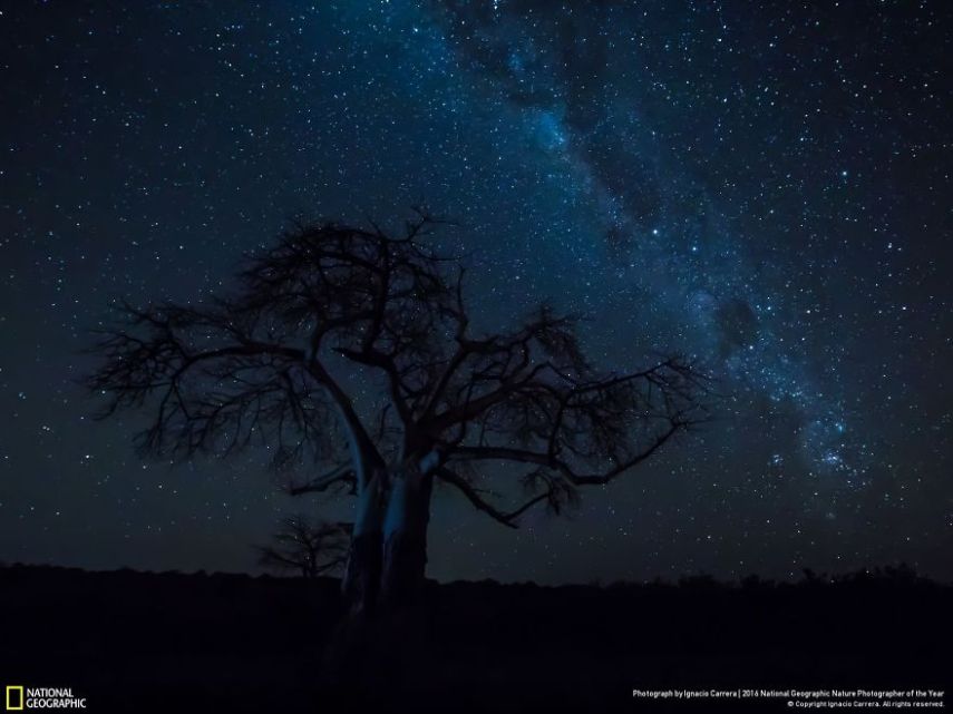 O concurso divulgou as 50 fotos finalistas do National Geographic Nature Photographer of the Year 2016