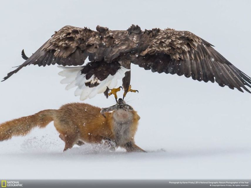 O concurso divulgou as 50 fotos finalistas do National Geographic Nature Photographer of the Year 2016