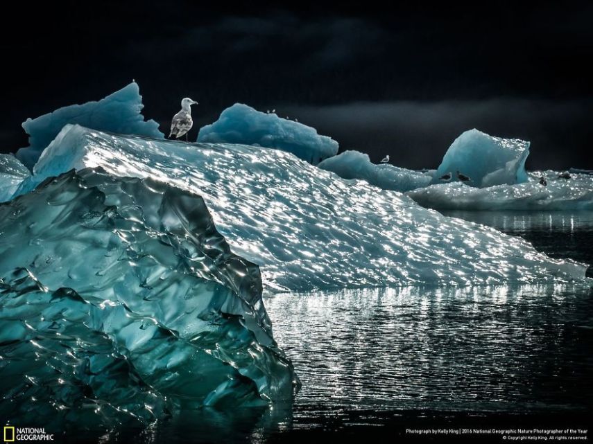 O concurso divulgou as 50 fotos finalistas do National Geographic Nature Photographer of the Year 2016