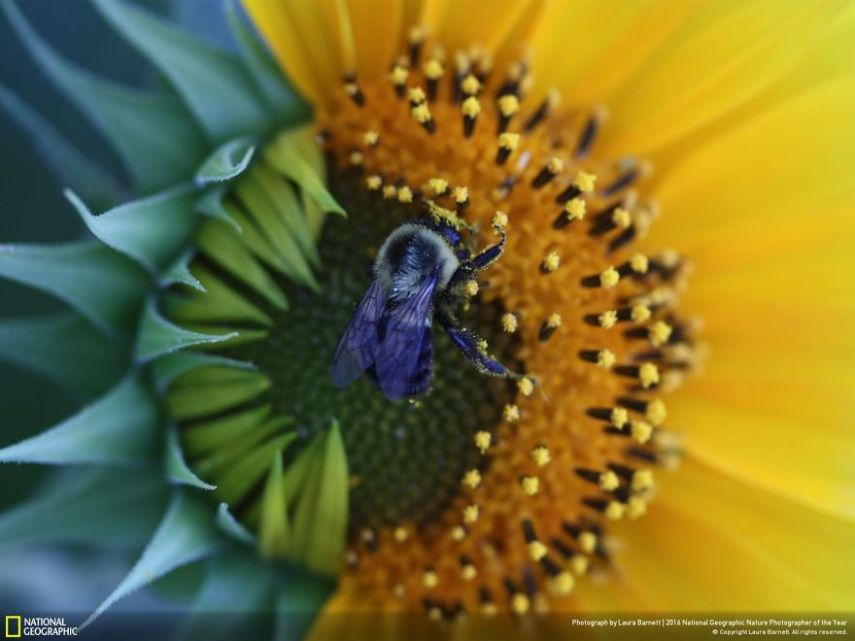 O concurso divulgou as 50 fotos finalistas do National Geographic Nature Photographer of the Year 2016