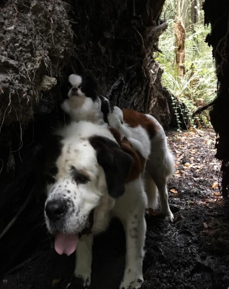 A pequena spaniel japonês Lulu e o gigante São Bernardo Blizzard são melhores amigos. Para acompanhar as aventuras deles, é só seguir @blizzardandlulu no Instagram