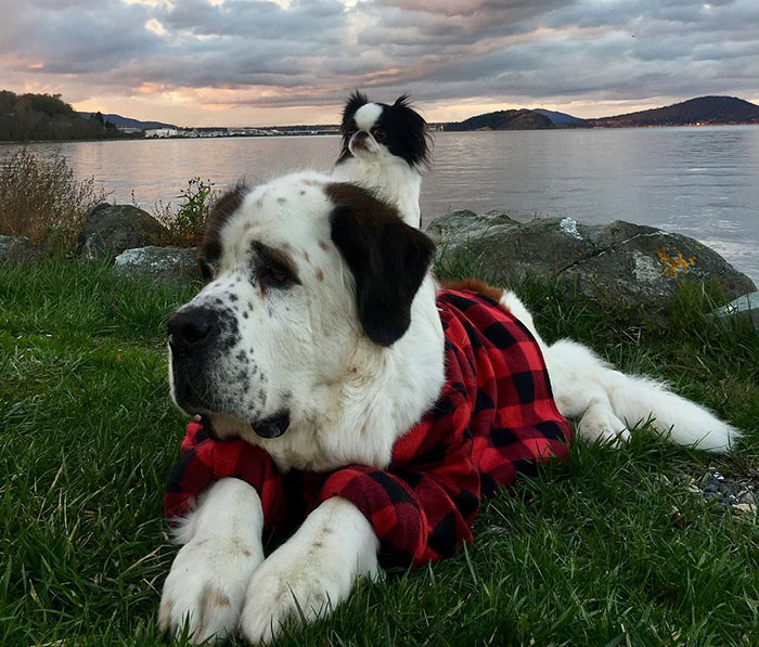 A pequena spaniel japonês Lulu e o gigante São Bernardo Blizzard são melhores amigos. Para acompanhar as aventuras deles, é só seguir @blizzardandlulu no Instagram