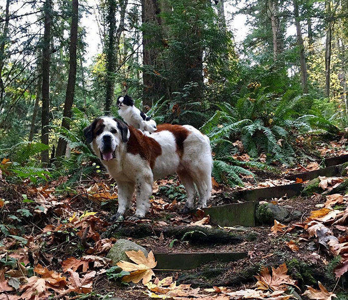 A pequena spaniel japonês Lulu e o gigante São Bernardo Blizzard são melhores amigos. Para acompanhar as aventuras deles, é só seguir @blizzardandlulu no Instagram