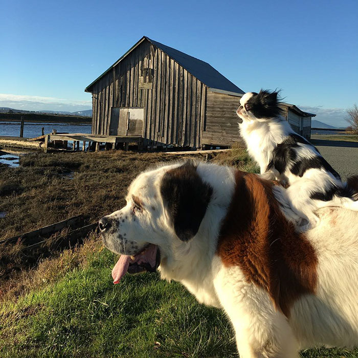 A pequena spaniel japonês Lulu e o gigante São Bernardo Blizzard são melhores amigos. Para acompanhar as aventuras deles, é só seguir @blizzardandlulu no Instagram