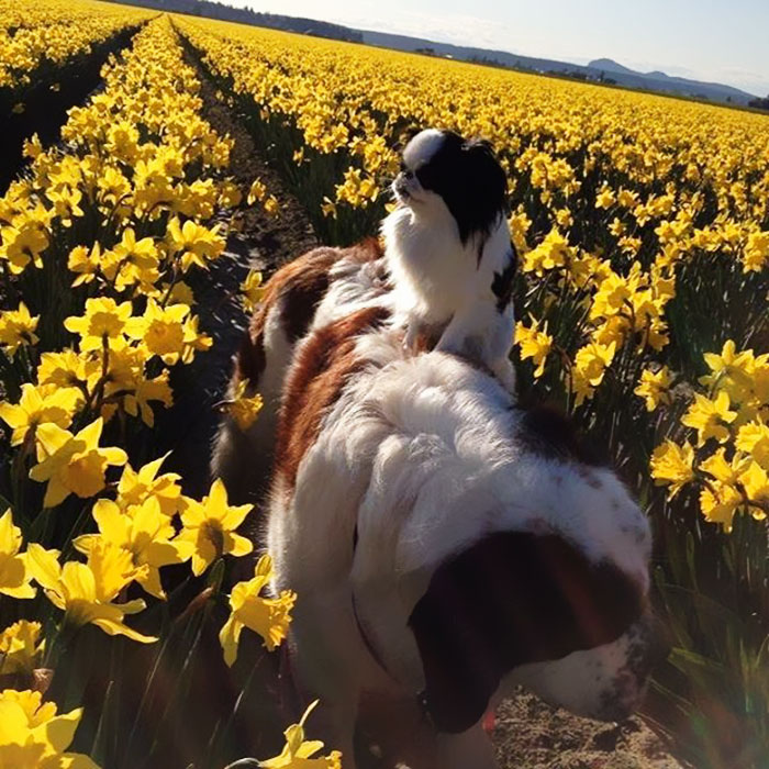 A pequena spaniel japonês Lulu e o gigante São Bernardo Blizzard são melhores amigos. Para acompanhar as aventuras deles, é só seguir @blizzardandlulu no Instagram